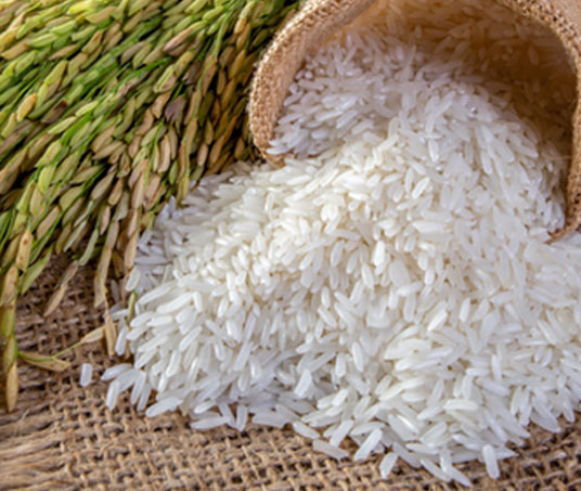 PR 11 Rice
